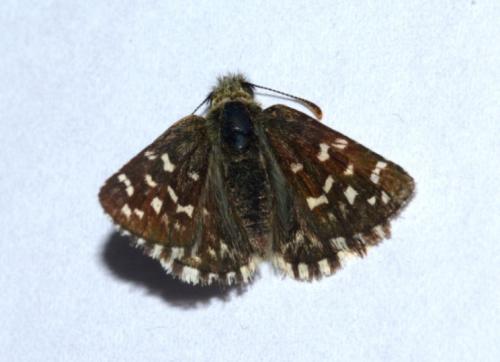 Pyrgus malvoides